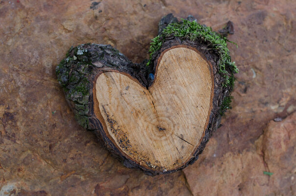 log slice heart.jpg