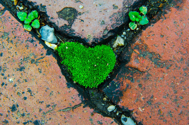 moss heart.jpg