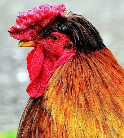 Crested Chicken Breeds Guide Part Two