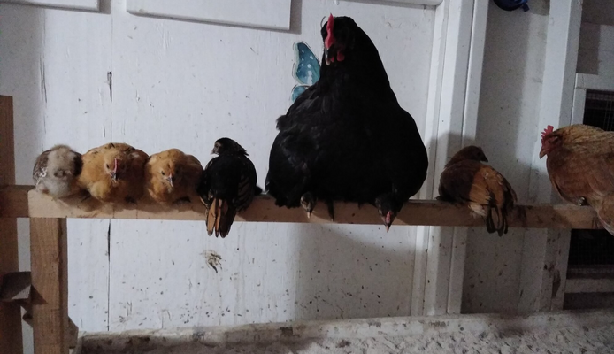 Astrid first night roosting with chicks.png