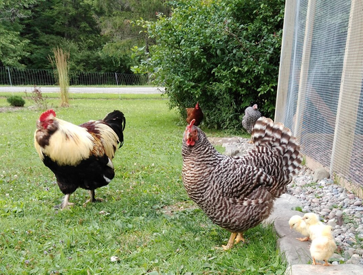 Barb outside with chicks.png