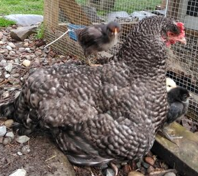 Kerrie outside with chicks.png