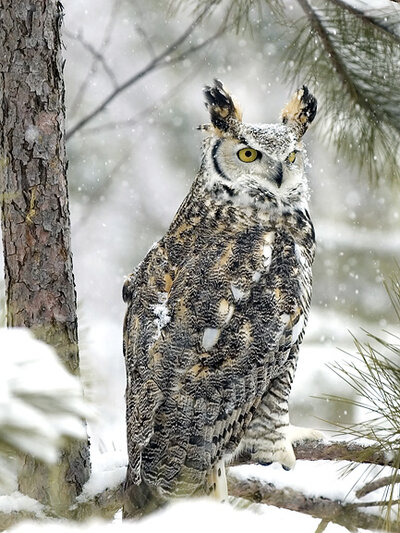 birds-owls-great-horned-outdoorsman-dreamstime.jpg