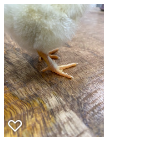 Chick 1_Wk1_003.png