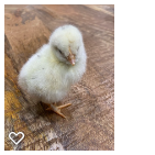 Chick 1_Wk1_004.png