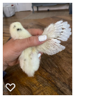 Chick 1_Wk2_004.png