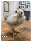 Chick 1_Wk3_001.png