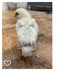 Chick 1_Wk3_002.png