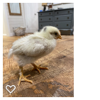 Chick 1_Wk3_003.png