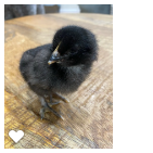 Chick 2_Wk1_004.png