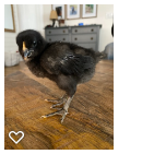 Chick 2_Wk2_001.png