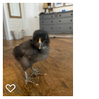 Chick 2_Wk2_002.png