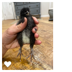 Chick 3_Wk1_003.png