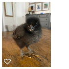 Chick 3_Wk2_001.png