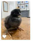 Chick 4_Wk1_001.png