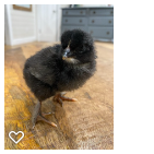 Chick 4_Wk1_003.png