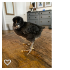 Chick 4_Wk2_001.png