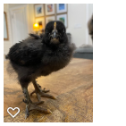 Chick 4_Wk3_001.png