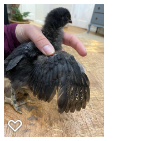 Chick 4_Wk3_003.png