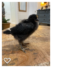 Chick 4_Wk3_004.png