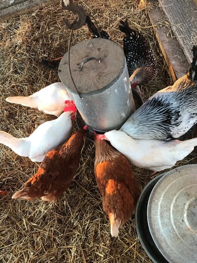 Motley flock.jpg
