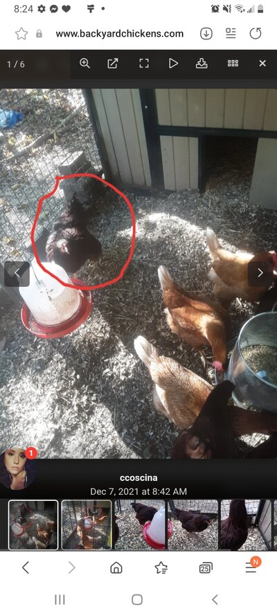 Screenshot_20211211-202446_Samsung Internet.jpg