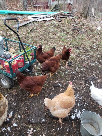 hens3.jpg