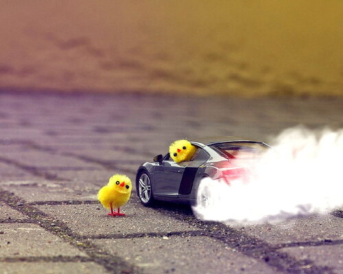 HD-wallpaper-muscle-car-chickens-animal-car-chickens-cool-muscle-new-race-speed-vehicle.jpg