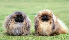 pekingese.jpg