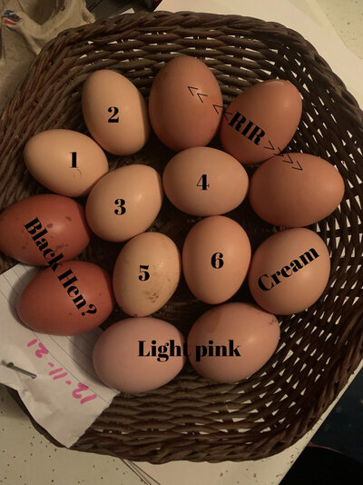 Egg basket.jpg