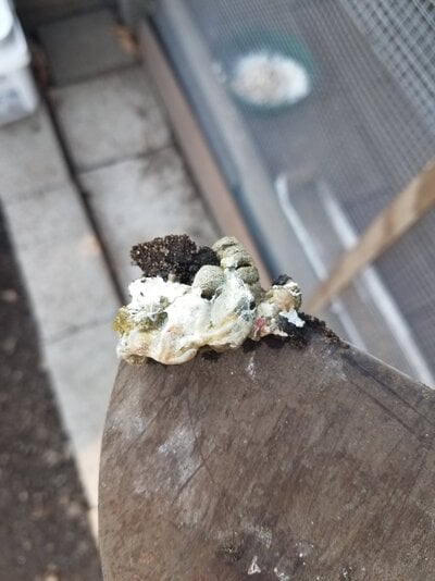 feces2.jpg