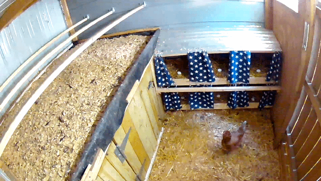 Chakin Coop Egg Spy_20210923_135730_1.gif