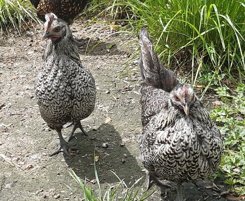 Hens C & D - 2Yr.jpg Hens C & D - 2Yr.jpg