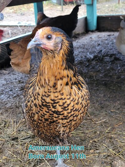 Ameraucana hen 1.jpg