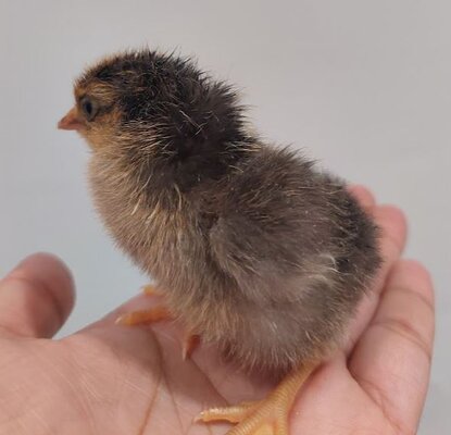 Grey_Chick2.JPG