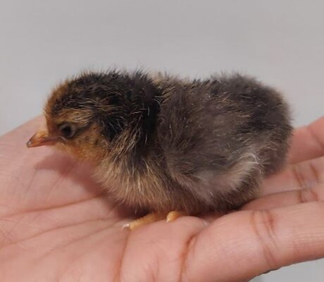 Grey_Chick3.JPG
