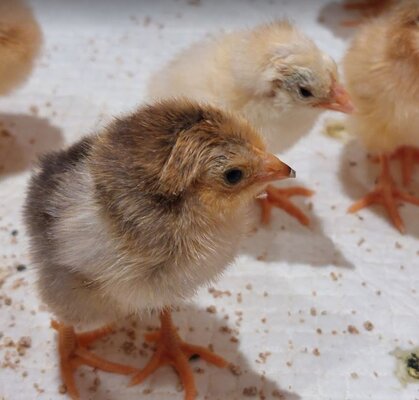 Chicks1.JPG