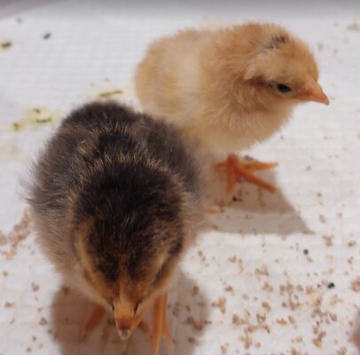 Chicks2.JPG