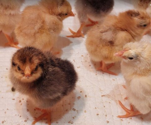 Chicks3.JPG