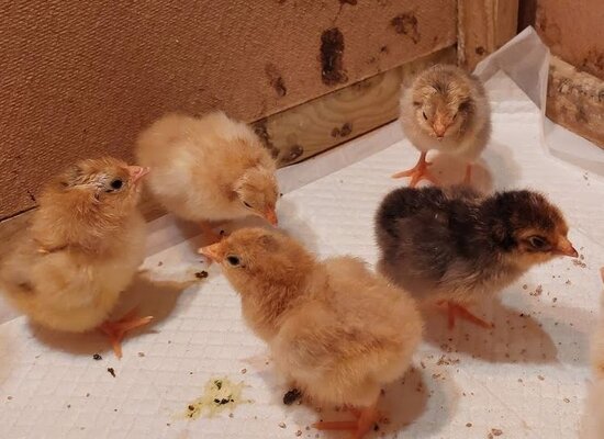 Chicks4.JPG