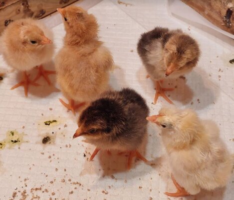 Chicks5.JPG