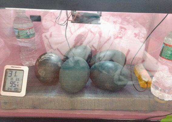 emubator eggs.jpg
