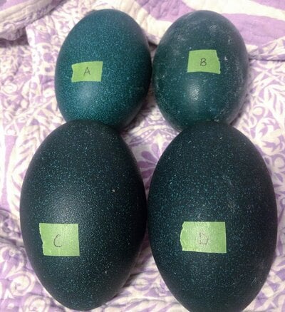 labeled eggs.jpg