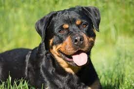 rottweiler.jpg
