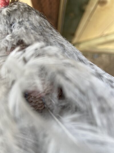 1FE820D2-DF4F-4EFD-97C7-3D1243CBC71A.jpeg