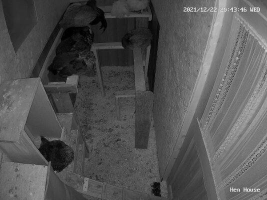 Hen House_live_1640223825526.jpg
