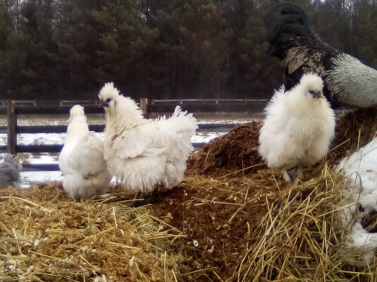 McNugget_Triplets_20211225.jpg