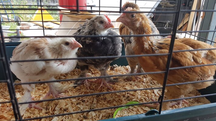 Hens & Roo.jpg