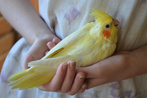 Cinnamon pearl lutino.jpg