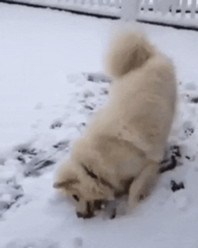 beautiful-derpy-dogs-that-just-heckin-love-the-snow-10.gif